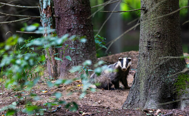 European badger standing in Bialowieza Forest looking at camera © Aleksander Bolbot