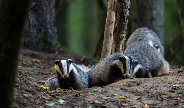 European badgers resting near den in Bialowieza Forest