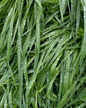 Close-up of fresh green grass covered with water droplets after rain. Natural texture with vibrant greenery, symbolizing freshness, growth and nature.