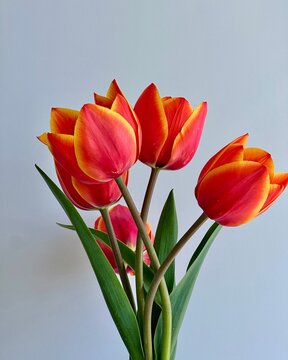  Close-up of vibrant red and yellow tulips against a soft neutral background. Fresh spring flowers with rich colors and delicate petals, minimalistic floral composition.