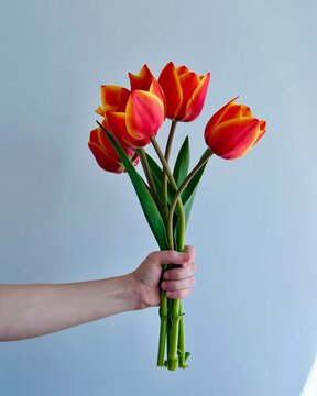 Hand holding a bouquet of vibrant red and yellow tulips against a clean light background. Minimalistic floral composition with fresh spring flowers, symbolizing celebration, love and positivity.