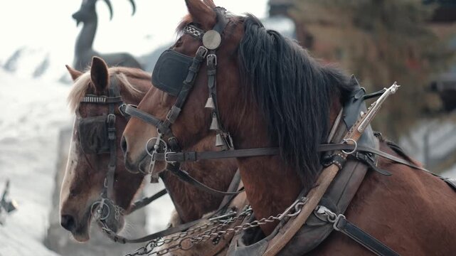 Two brown draft horses wearing traditional harnesses and blinkers stand together in a snowy winter landscape