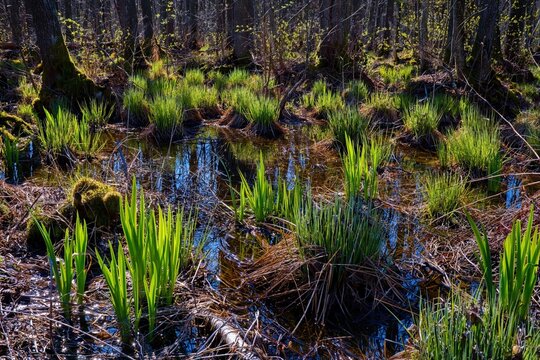 Vibrant green sedge tussocks and aquatic plants growing in a flooded forest swamp. Sunlit wetland landscape with blue sky reflections in the water during early spring.