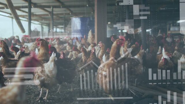 Data overlays appearing over barn, flock moving and pecking, charts rising visualizing egg output