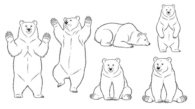 Set of seven hand-drawn bear sketches in various natural poses like standing, sitting, and lying down, isolated on white background.