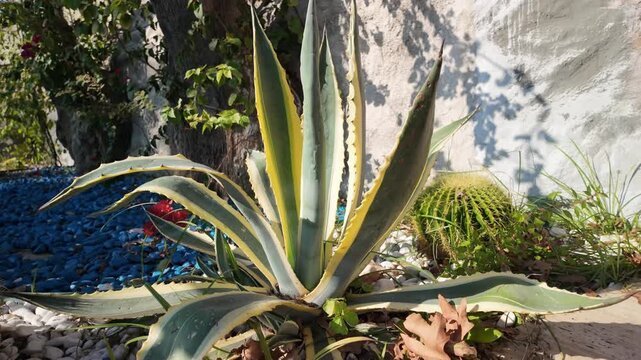Beautiful variegated american agave plant with yellow striped leaves growing in decorative mediterranean garden with colorful pebbles.