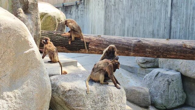 Wildlife Scene Vividly Captured. Vivid Depiction Of Monkeys Exploring Their Rocky Habitat With Attentive Guardianship