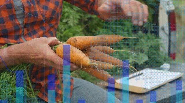 Senior farmer sitting on tailgate, blue grid appearing and guiding carrot checking with clipboard