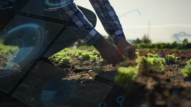 Farmer entering frame, kneeling and tending seedlings across row for spacing, HUD mapping plants