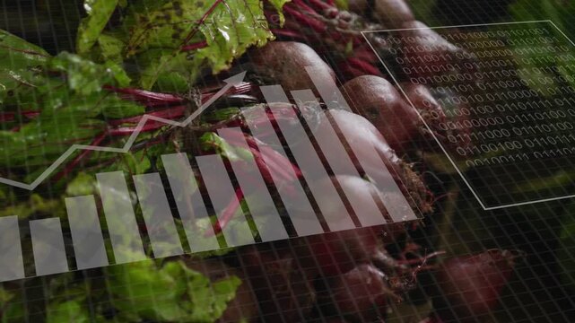 Pale circles appearing, beet cluster receiving HUD, charts filling and showing harvest data