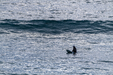 Naklejka premium silhouette of a Surfer sits on board waiting for a wave