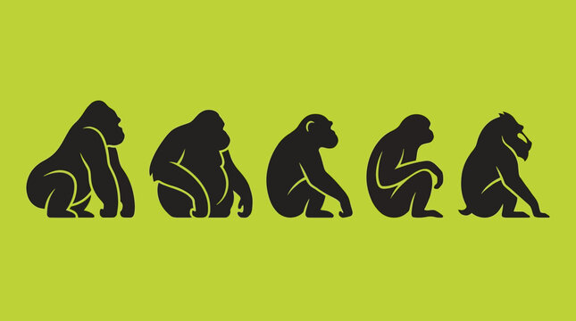 Illustration showing the evolutionary stages of primates from ape-like ancestors to modern humans.