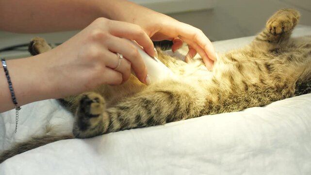 Veterinarian female hands perfoms feline trimming the abdomen by clipper and cat grooming process. Comprehensive method for preparation cats under anesthesia for operation and sterilization