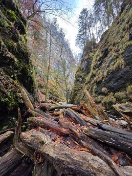 old tree stump in Slovak Paradise National Park 