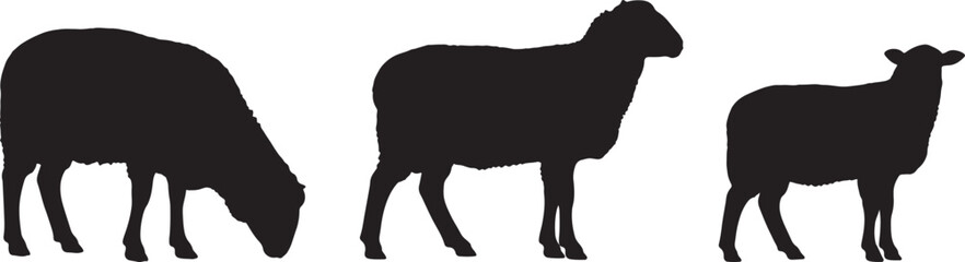 Three black sheep silhouettes, one grazing, on a white background, also transparent background © PixelSaga MH2 