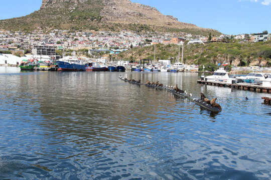 Fur seals resting harbor water. Marine mammals sunbathing on floating barrier near coastal city boats scenic travel destination