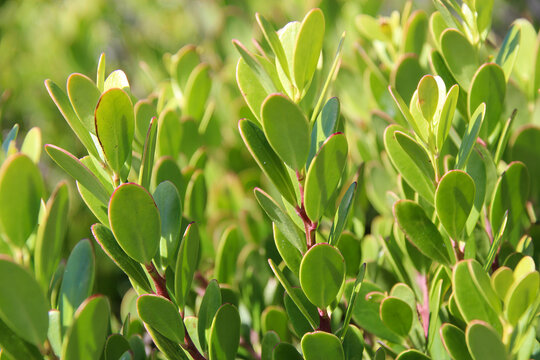 Green fynbos plant leaves closeup background. South African indigenous shrub foliage growing in coastal nature reserve suitable for botanical education and environmental conservation themes