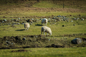 Obraz premium sheeps in a field in the wildness of Isle of Skye in Scotland