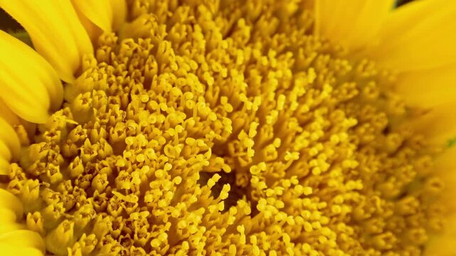 Sunflower head super close up slowly rotating stock footage