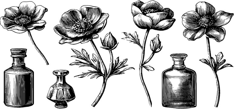 Multiple anemone stems with glass bottles arranged on white background
