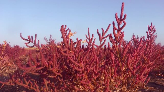 Close up of burgundy salicornia plants under a bright sunny sky. Coastal flora, autumn season, plant growth, nature detail. Autumn.