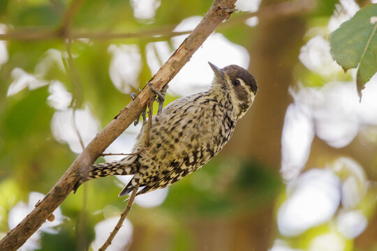 Checkered Woodpecker (Dryobates mixtus) perched on a branch.