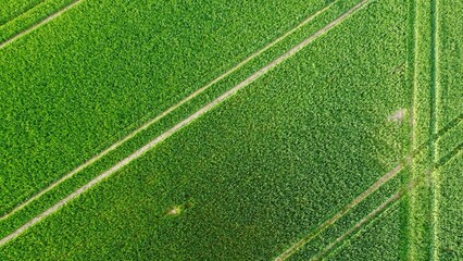 Obraz premium Saftige grüne Fläche von oben – natürliche Wiese in Vogelperspektive als Hintergrund