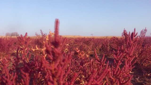 Red salicornia plants grow in a field against a clear blue sky. Coastal nature, autumn landscape, wild flora, environmental beauty. Autumn.