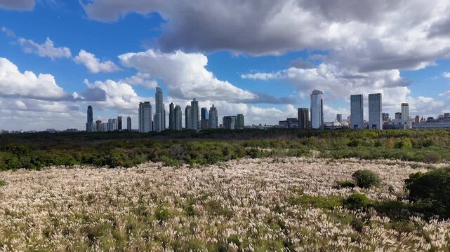Buenos aires cityscape view from reserva ecologica costanera sur