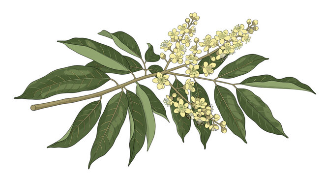 Branch illustration featuring long lanceolate green leaves and clusters of tiny pale yellow flowers on white background.