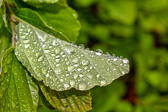 Central Park in spring, water drops on leaf