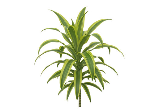 A lush green aloe vera plant with long, slender leaves growing upward isolated on white background