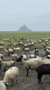 Sheep grazing on the fields in Normandy with Mont Saint-Michel in the background during an overcast day