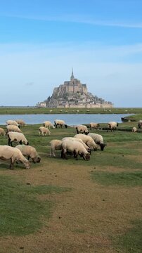 Normandy landscape with sheep grazing near Mont Saint-Michel under clear skies in the daytime