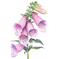 Foxglove Flower, watercolor, vector, isolated on a white background. © yalora