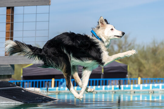 Border collie just before landing in a pool