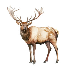 Fototapeta premium watercolor vector of Elk isolated on a white background.