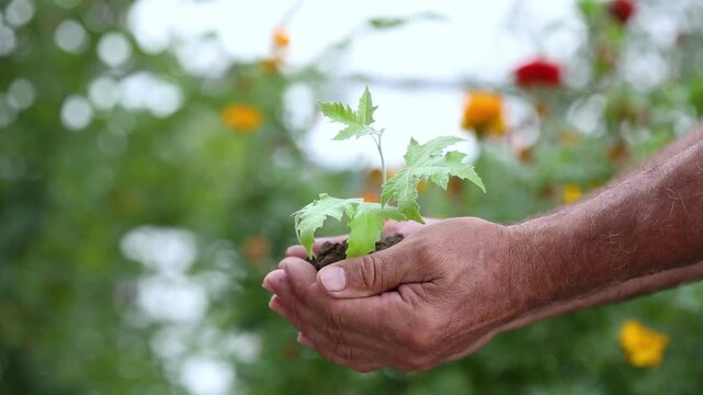 The hands of an old man and a child hold a green sprout on a spring background outside. Slow motion