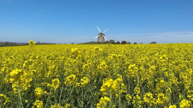 Exploring fields of yellow flowers in Normandy with a windmill in the background on a sunny day