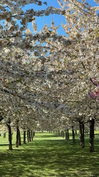 Cherry blossom trees bloom in the Czech Republic park during spring