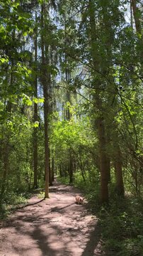 Walking a dog on a sunny day in a forest in the Czech Republic near a pathway surrounded by trees