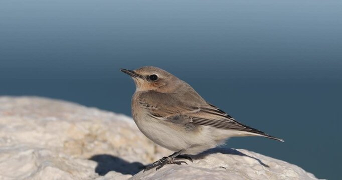 Northern Wheatear (Oenanthe oenanthe) perched on Adriatic rocks during a windy day.
