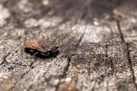 ant on a rock