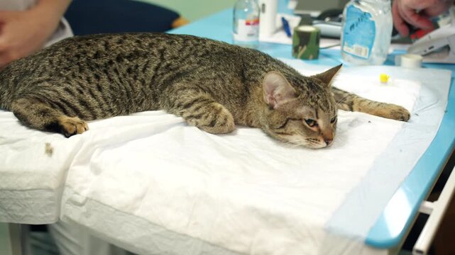 Tabby lethargic domestic cat on vet table with white absorbent drape and medical tools. Gentle examination by veterinarian and technician in clinic. Caucasian hands preparing a cat for sterilization