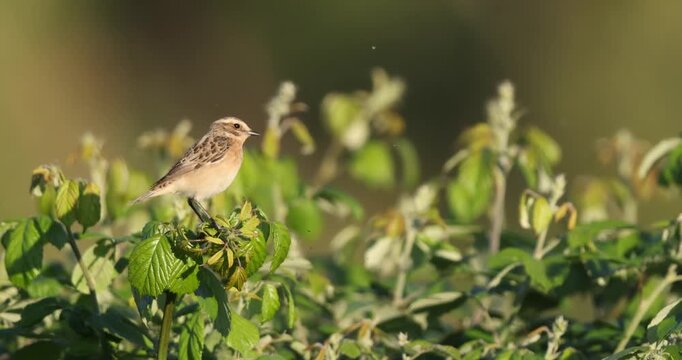 Whinchat (Saxicola rubetra) resting on green leaves in the wild.