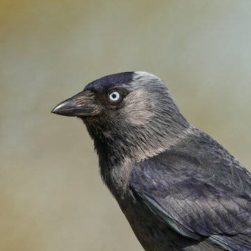 Jackdaw, Kaja