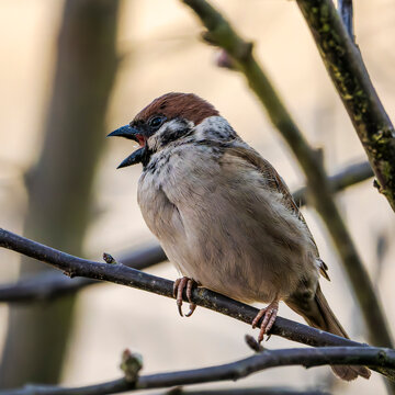 Pilfink Passer Montanus