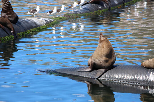 Cape fur seal sunbathing on harbour pipe. Brown fur seal pup resting in Hout Bay harbour under sunny sky South Africa ideal for marine wildlife and coastal tourism themes