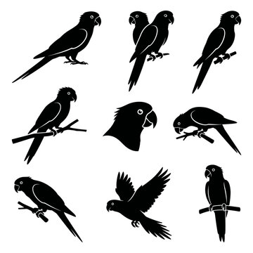 Black and white vector silhouette set of Carolina Parakeet