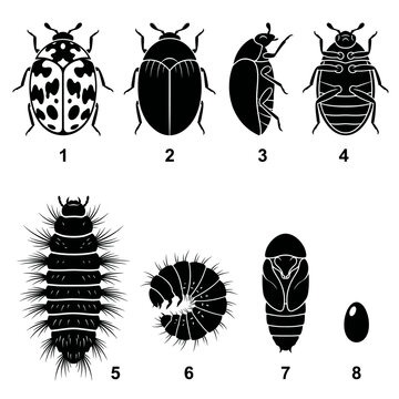 Black and white vector silhouette set of Carpet Beetle